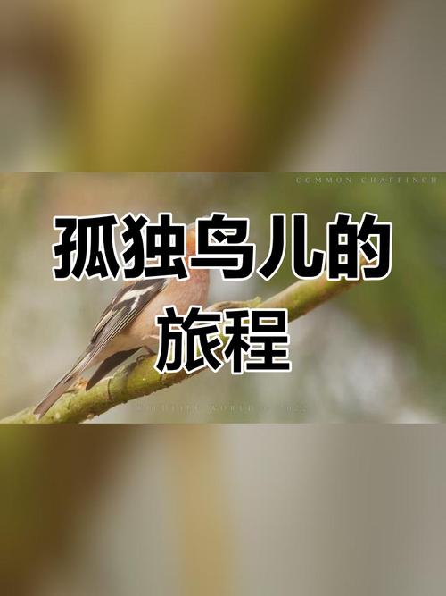 孤独的鸟儿游戏下载官方版本_孤独的鸟儿手机版安卓苹果下载