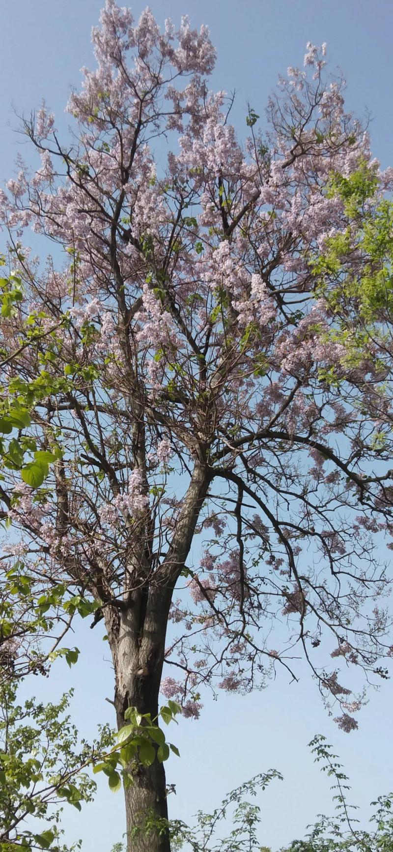 万里桐花软件下载安卓版_官方手机app下载_万里桐花电脑PC端最新版本