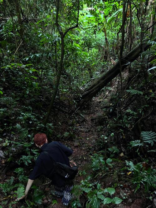 丛林冒险2中文版手游下载_丛林冒险2中文版官网下载_手机安卓苹果app