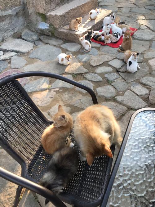 猫村官方app下载_猫村安卓版手机客户端_猫村电脑客户端最新版